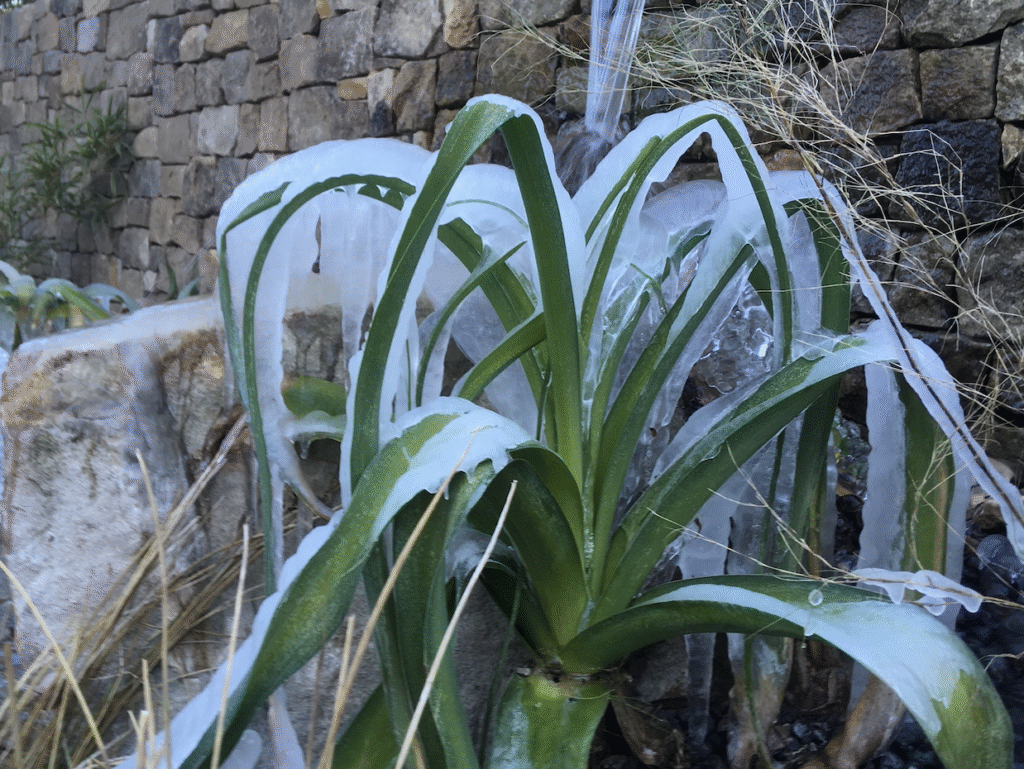 crinum with ice formed on it's foliage. in a living pool designed by jenks farmer
